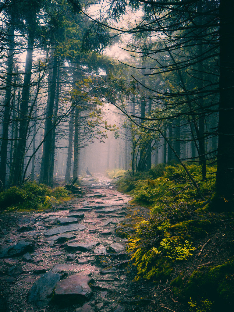 Rainy Black Forest | Ein Regentag im herbstlichen Schwarzwald - Realisiert mit Pictrs.com