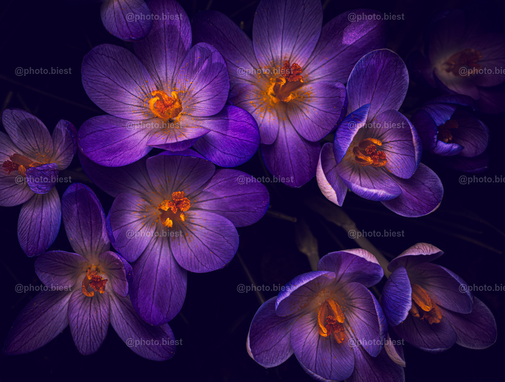 Midnight Glow | Eine Gruppe leuchtender Krokusse. - Realisiert mit Pictrs.com