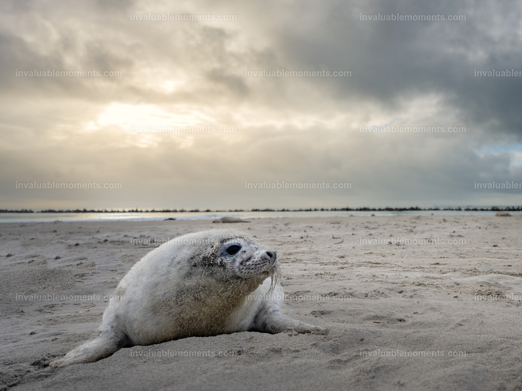 DSC_1299-2-119 | invaluablemoments.com - Realisiert mit Pictrs.com