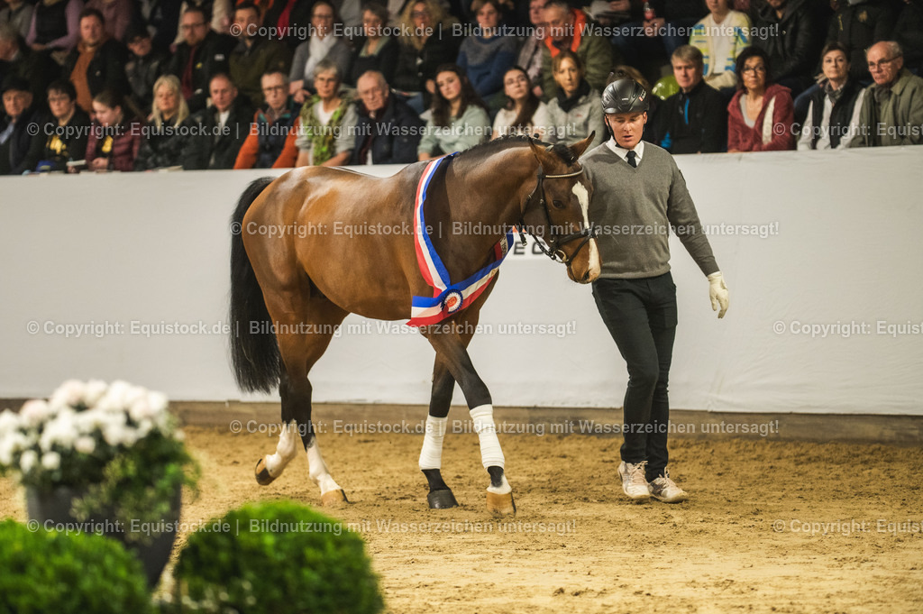 20240302_Hengstvorstellung_Marbach_TOMsPiC_0478 | equistock