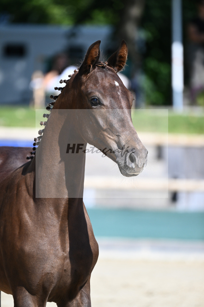 Praesentation Auktionsfohlen_36230292 | hf-fotografie - Realisiert mit Pictrs.com