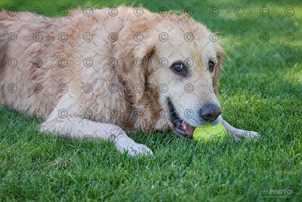 067_202509_4Hundebadetag_NZ9_2308 | proPHOTO - Realisiert mit Pictrs.com