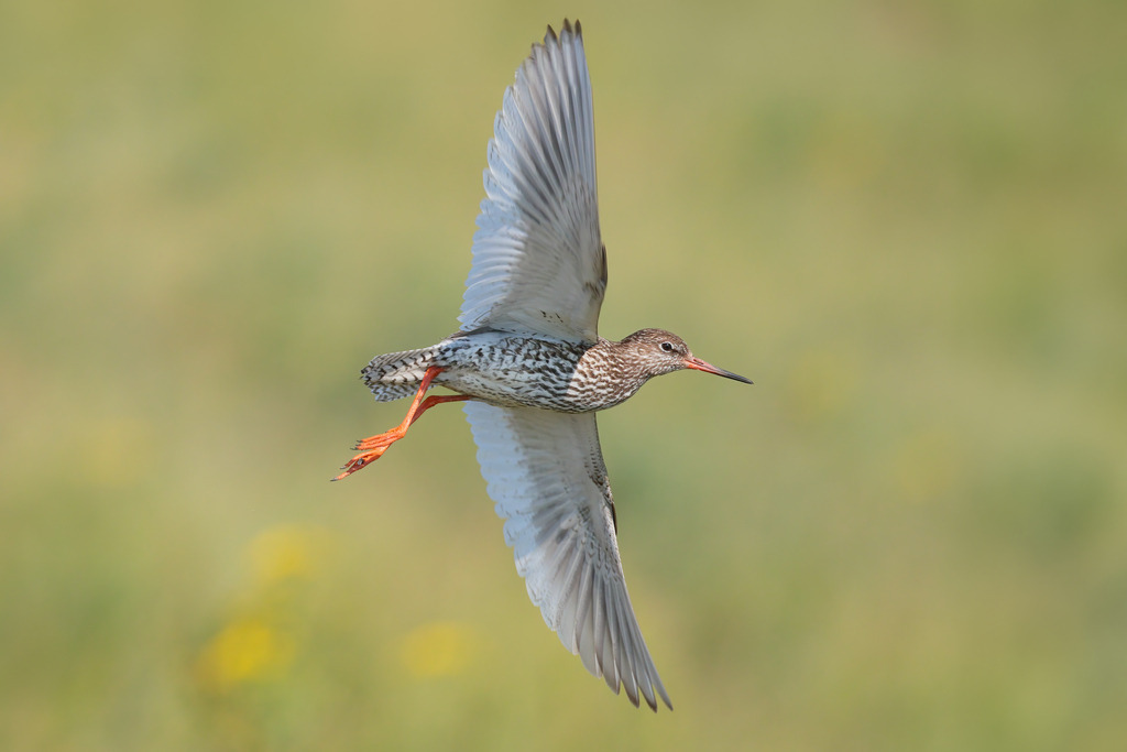 Wandbild - Anmutiger Flug: Der Rotschenkel in Aktion | Dieses eindrucksvolle Bild zeigt einen Rotschenkel (Tringa totanus) im Flug, perfekt eingefangen in seiner natürlichen Umgebung. Der Vogel, bekannt für seine markanten roten Beine und seinen langen, schlanken Schnabel, ist in voller Flügelspannweite zu sehen, was seine elegante Flugweise unterstreicht. Der Hintergrund besteht aus weichen, verschwommenen Grüntönen, die die scharfen Details des Vogels hervorheben. Die subtilen Muster und Farben des Gefieders sind deutlich erkennbar und zeigen die Schönheit und Anmut dieses Watvogels in seiner natürlichen Pracht.