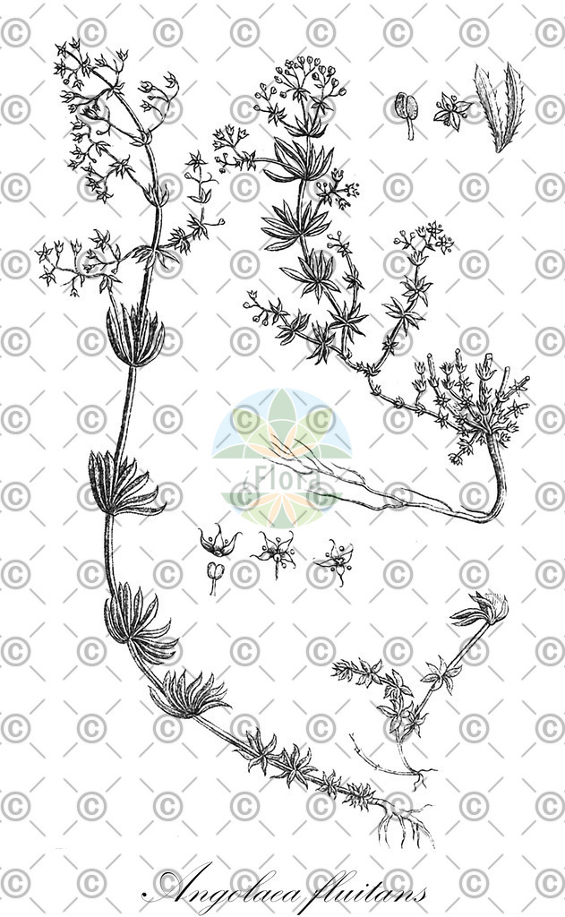 HistAbb_wfo-0000536542_513_ENZY_Simple | Historische Abbildung von Angolaea fluitans - Podostemaceae | Historical Illustration of Angolaea fluitans - Podostemaceae