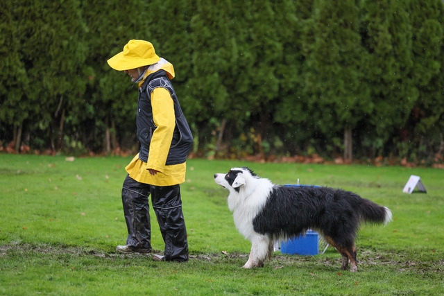 2025_Rally_Obedience_SM-274 | Ich fotografiere Hundeausstellungen, Sportanlässe, Zuchtstätten, Hundezucht, Hundeportrait, Lagotto - Realisiert mit Pictrs.com