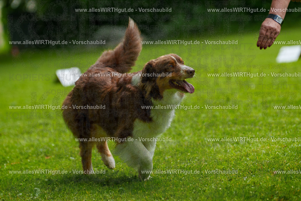 @allesWIRTHgut_Tierfotografie - www.allesWIRTHgut.de - 7R502597 | Professionelle Tierfotografie in Mönchengladbach von Daniel Wirth (allesWIRTHgut). Liebevolle & natürliche Bilder von Hunden & Katzen für unvergessliche Erinnerungen.