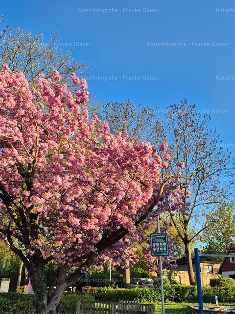 April | Naturfotografie Frauke Gläser - Realisiert mit Pictrs.com