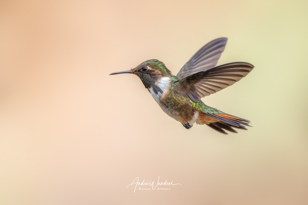 Miniatur im Farbengewand | Andre Wandrei - Nature Artworx - Realisiert mit Pictrs.com