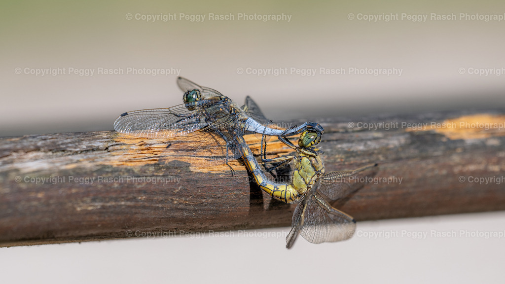 Libellen | PeggyRaschPhotography - Realisiert mit Pictrs.com