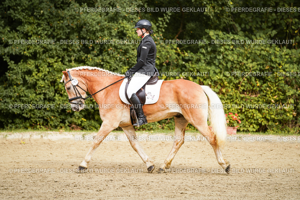 DSC09885 | Pferdegrafie