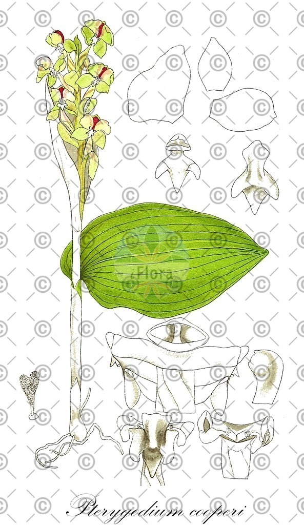 HistAbb_wfo-0000042437_1_ENZY_Simple | Historische Abbildung von Pterygodium cooperi - Orchidaceae | Historical Illustration of Pterygodium cooperi - Orchidaceae