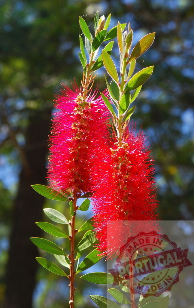 Crimson bottlebrush flowers growing under sunlight | Callistemon citrinus, commonly known as crimson bottlebrush, blooming in nature - Realized with Pictrs.com