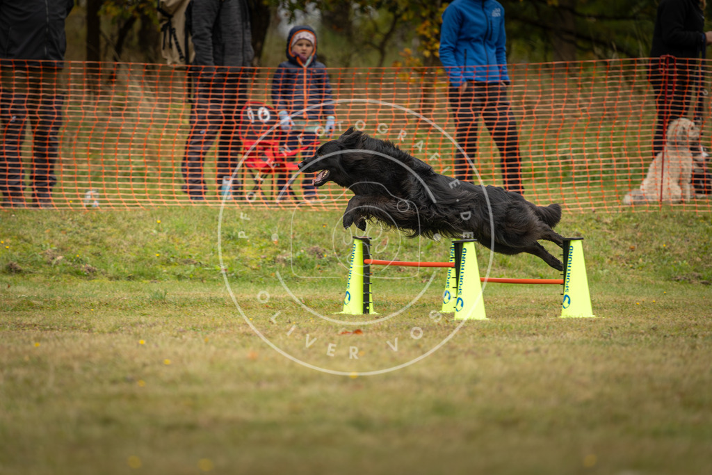 Pfotenfotografie_DV3A4406 | Hundefotografie, Tierfotograf, Pfotenfotografie, Fotoshooting Hund, Hunde Portrait, Hundesport, Hundeportraits, Heideshooting, Hunde, Sportfotograf, Hundefotograf, Turnierhundsport, THS,  - Realisiert mit Pictrs.com
