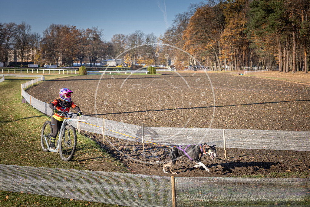 CaniXpix_DV3A2193 | Hundefotografie, Tierfotograf, Pfotenfotografie, Fotoshooting Hund, Hunde Portrait, Hundesport, Hundeportraits, Heideshooting, Hunde, Sportfotograf, Hundefotograf, Turnierhundsport, THS,  - Realisiert mit Pictrs.com