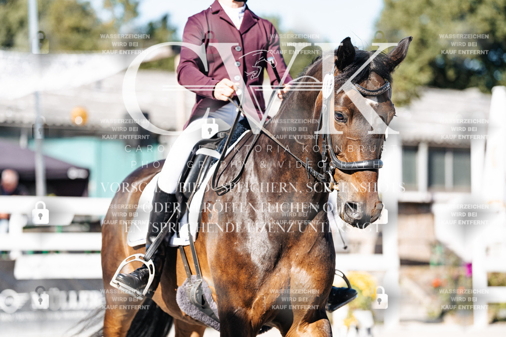 CK907542 | Turnierfotografie Pferdefotografie Trier Rheinland-Pfalz Pferdesport Reitsport Tierfotografie Sportfotografie Pferdevideo Pferdevideografie Equestrianvideography equestrianphotography  - Realisiert mit Pictrs.com