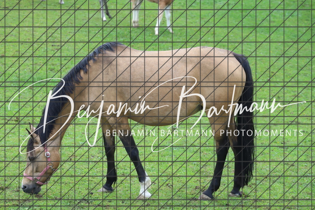 IMG_4340 | Benjamin Bartmann Photomoments