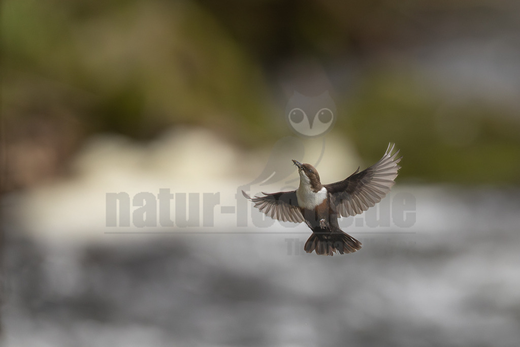 R5M25209_20260412 | Eine Wasseramsel (Cinclus cinclus) ist im Flug über einem schnell fließenden Fluss zu sehen. Der Vogel hält ein Insekt im Schnabel, was auf Nahrungssuche oder die Versorgung von Jungtieren hindeutet. Das Gefieder ist charakteristisch dunkelbraun mit einer auffälligen weißen Brust und Kehle. Der Hintergrund ist unscharf und zeigt grüne Ufervegetation und das graue, schäumende Wasser des Flusses. - Realisiert mit Pictrs.com