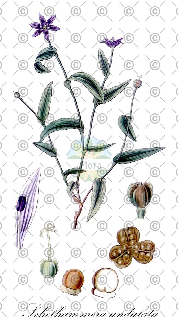 HistAbb_wfo-0000438354_1_ENZY_Simple | Historische Abbildung von Schelhammera undulata - Colchicaceae | Historical Illustration of Schelhammera undulata - Colchicaceae