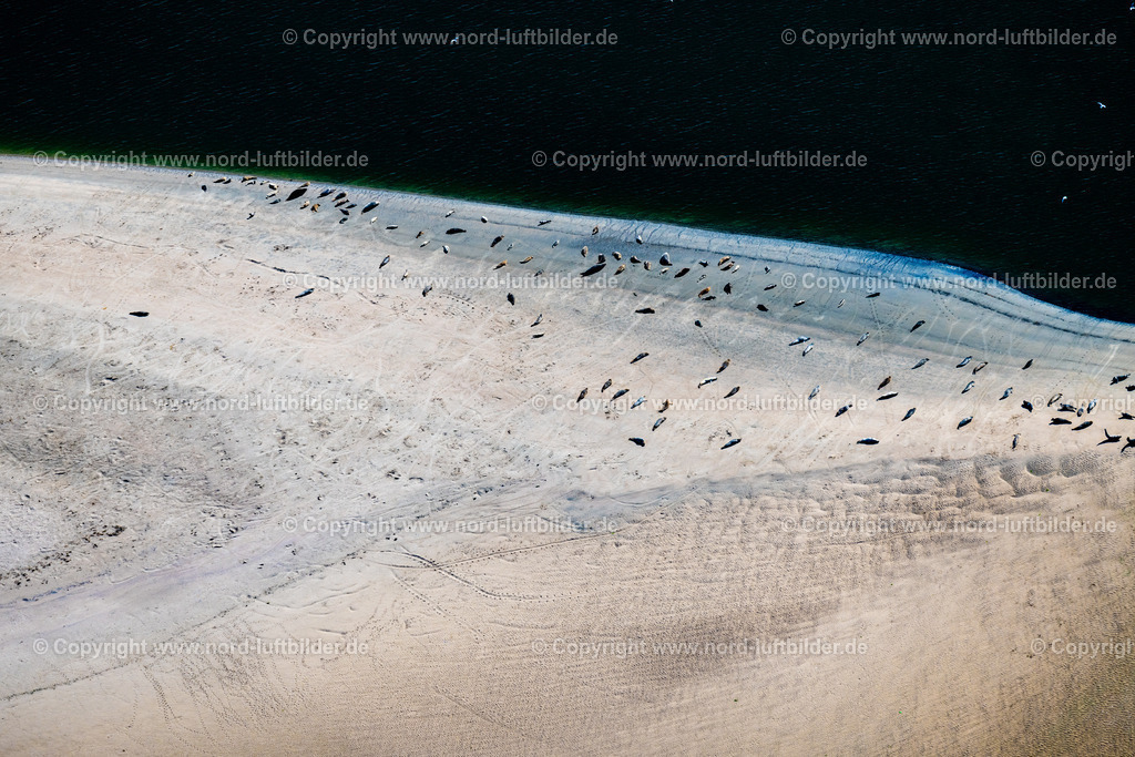 Norderney_Robben_Und_Seehundbank_Ostende_ELS_5643050923 | NORDERNEY 05.09.2023 Küsten- Landschaft und Sandbank - Strukturen Robben und Seehunde auf einer Sandbank " Seehundbank " in Norderney im Bundesland Niedersachsen, Deutschland. // Coastal landscape and sandbank structures Seals and harbor seals on a sandbank "Seehundbank" in Norderney in the state Lower Saxony, Germany. Foto: Martin Elsen