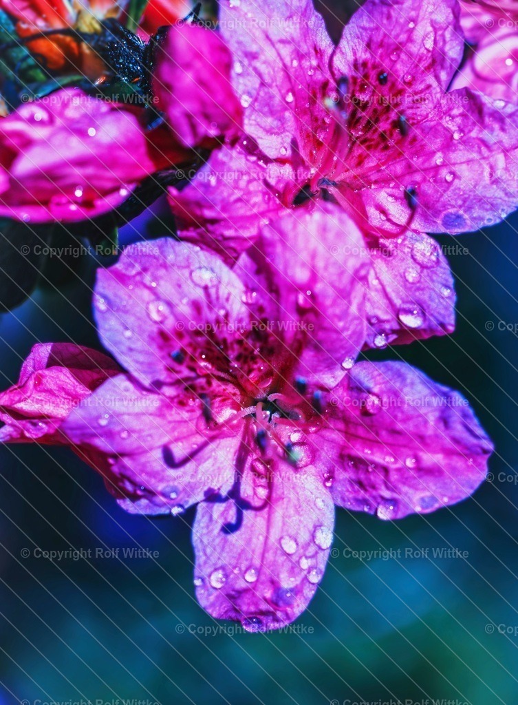 Blüte Tropfen2 1 | Rolf Wittke  - Realisiert mit Pictrs.com