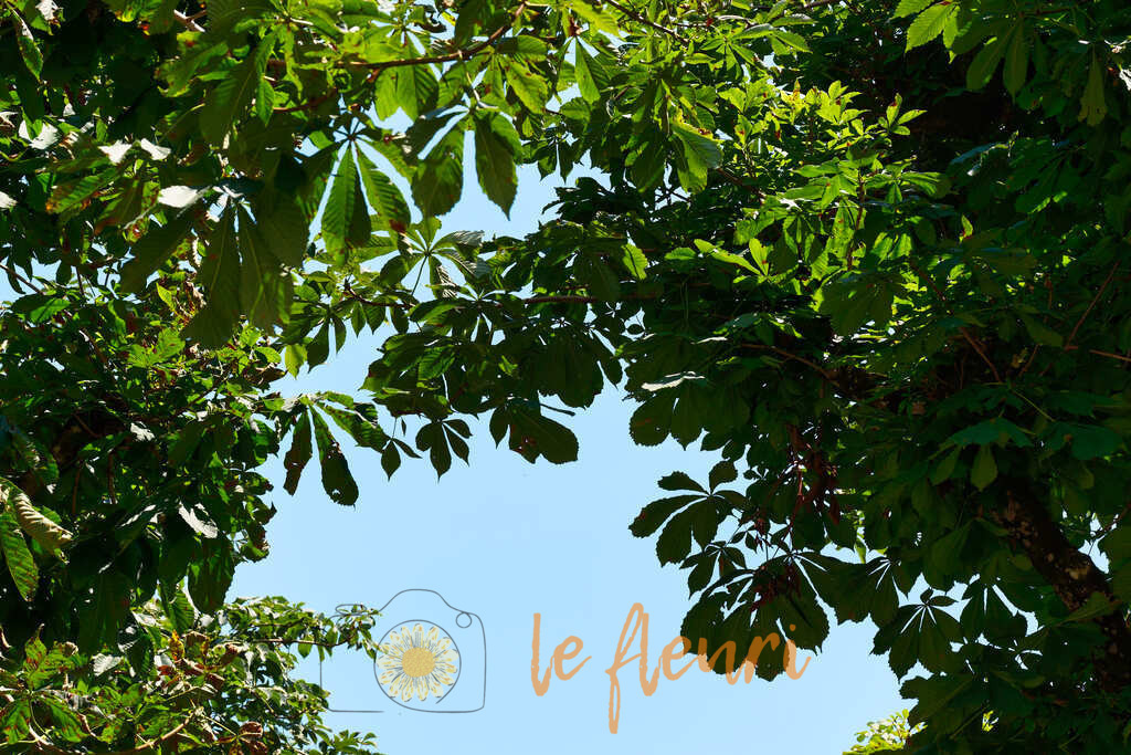 Blick durch die Baumkrone | Dies ist der Shop von Florian Blum - le fleuri. Langenthal, Bern, Schweiz. Sie können hier meine oder ihre eigenen Fotos als Fotoprodukte kaufen. Tassen, Schlüsselanhänger, Taschen etc. können Sie hier gestalten.  - Realisiert mit Pictrs.com