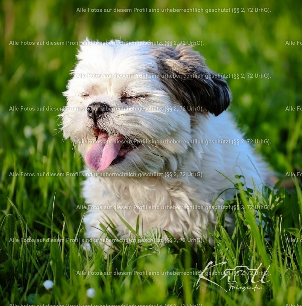 Photo_1745870599075 | krollfotografie - Realisiert mit Pictrs.com