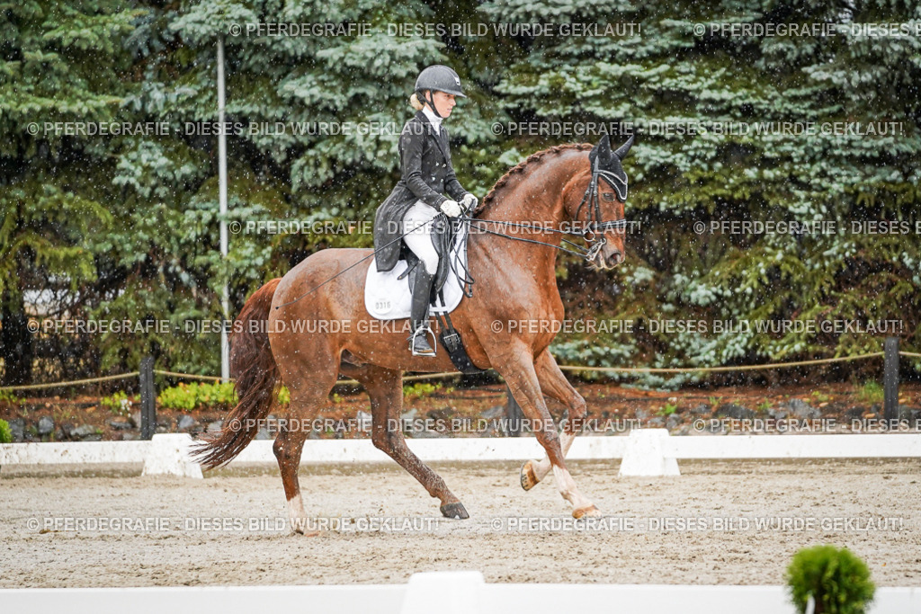 DSC09231 | Pferdegrafie