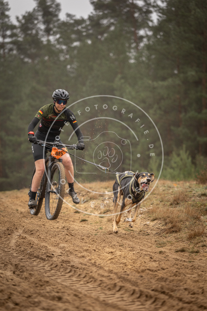 Pfotenfotografie_DV3A2845 | Hundefotografie, Tierfotograf, Pfotenfotografie, Fotoshooting Hund, Hunde Portrait, Hundesport, Hundeportraits, Heideshooting, Hunde, Sportfotograf, Hundefotograf, Turnierhundsport, THS,  - Realisiert mit Pictrs.com