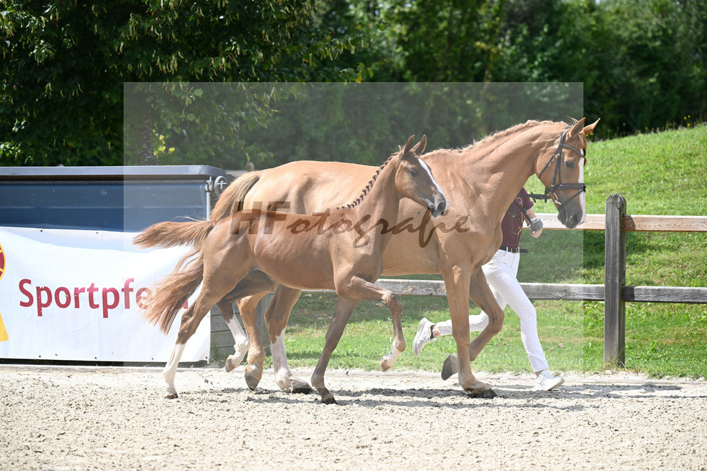 Echo v Spielveld x Vigo D Arsouilles_SF_Bargfrieder_29240529 | hf-fotografie - Realisiert mit Pictrs.com