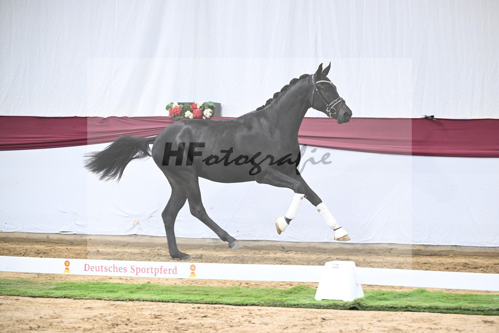 Kat-Nr. 23 Va Pensiero x De Niro_Christiane Schindele_47250737 | hf-fotografie - Realisiert mit Pictrs.com