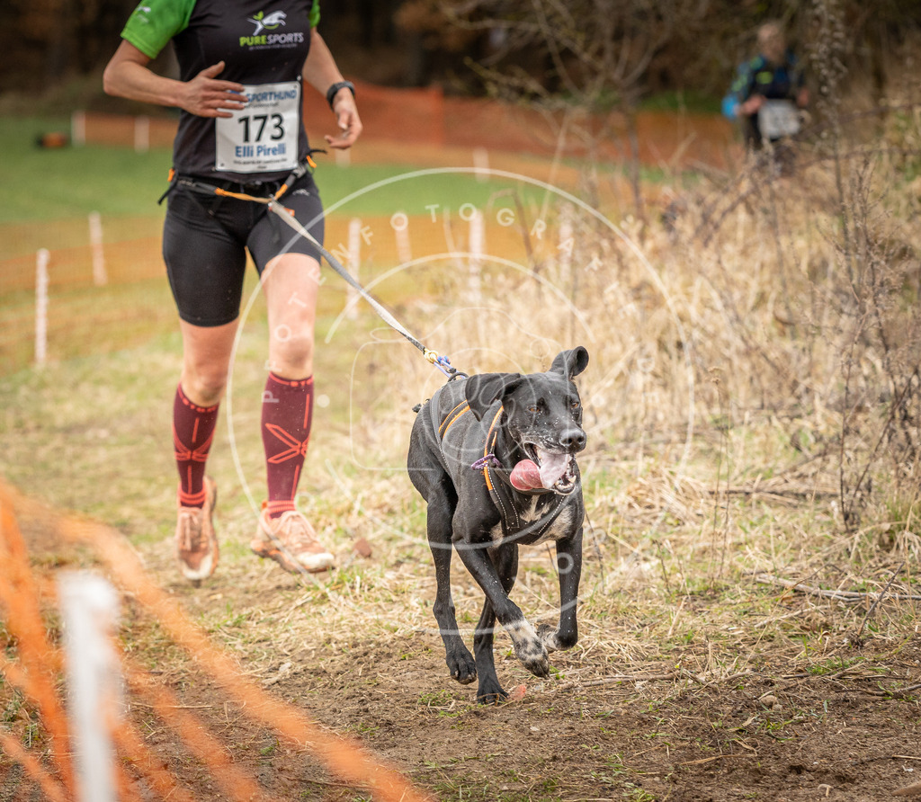 DV3A2333 | Hundefotografie, Tierfotograf, Pfotenfotografie, Fotoshooting Hund, Hunde Portrait, Hundesport, Hundeportraits, Heideshooting, Hunde, Sportfotograf, Hundefotograf, Turnierhundsport, THS,  - Realisiert mit Pictrs.com