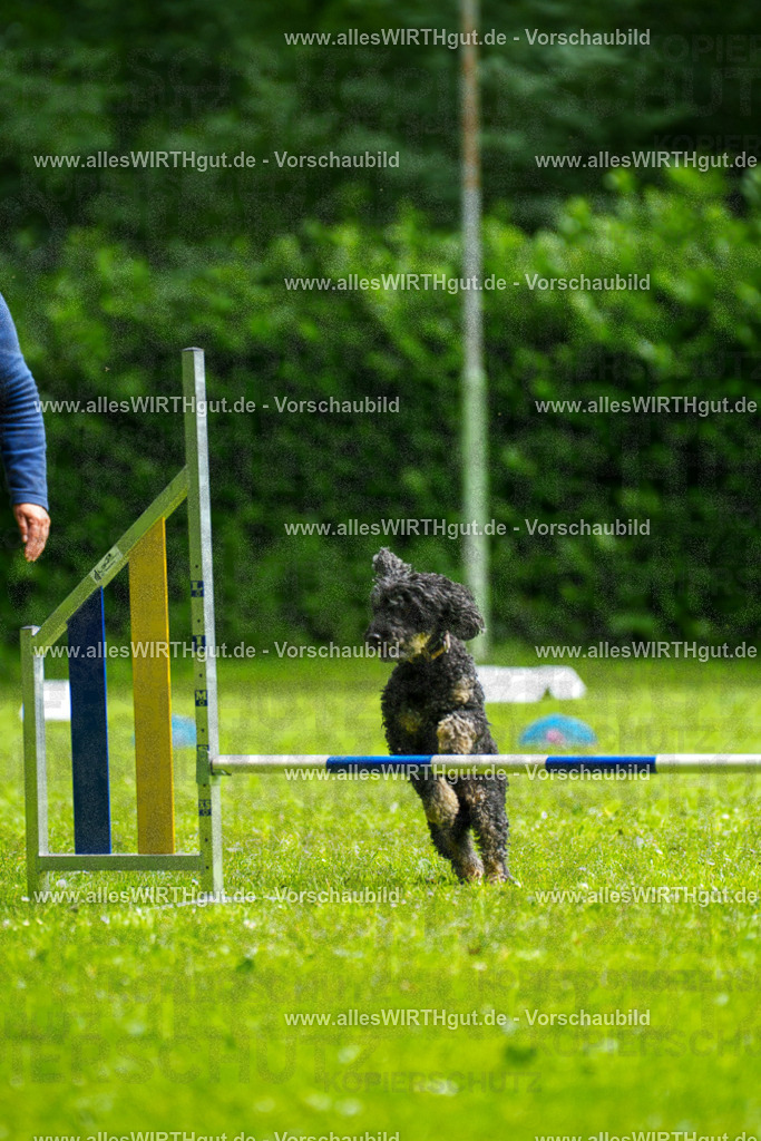 @allesWIRTHgut_Tierfotografie - www.allesWIRTHgut.de - 092716-7R507119 | Professionelle Tierfotografie in Mönchengladbach von Daniel Wirth (allesWIRTHgut). Liebevolle & natürliche Bilder von Hunden & Katzen für unvergessliche Erinnerungen.
