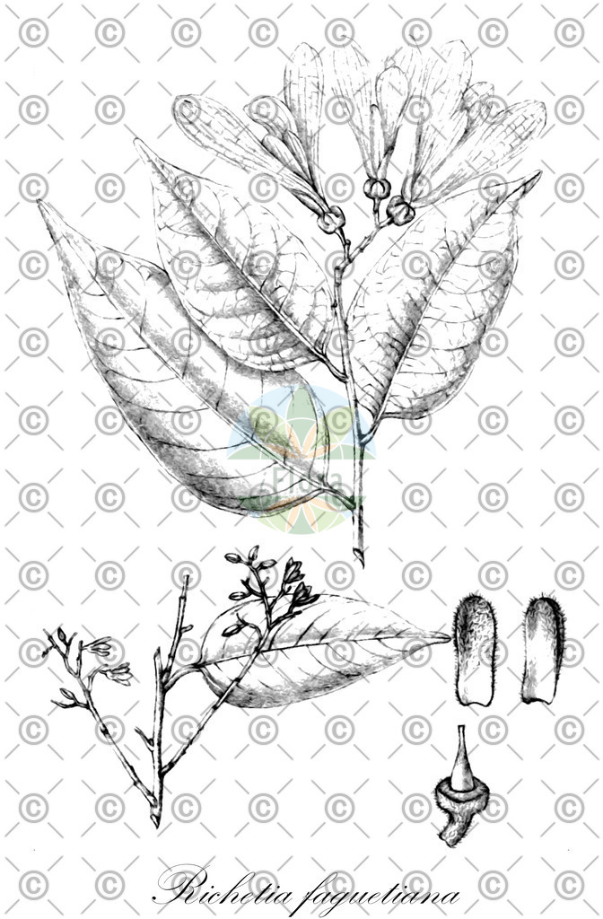 HistAbb_wfo-0000296785_1_ENZY_Simple | Historische Abbildung von Richetia faguetiana - Dipterocarpaceae | Historical Illustration of Richetia faguetiana - Dipterocarpaceae