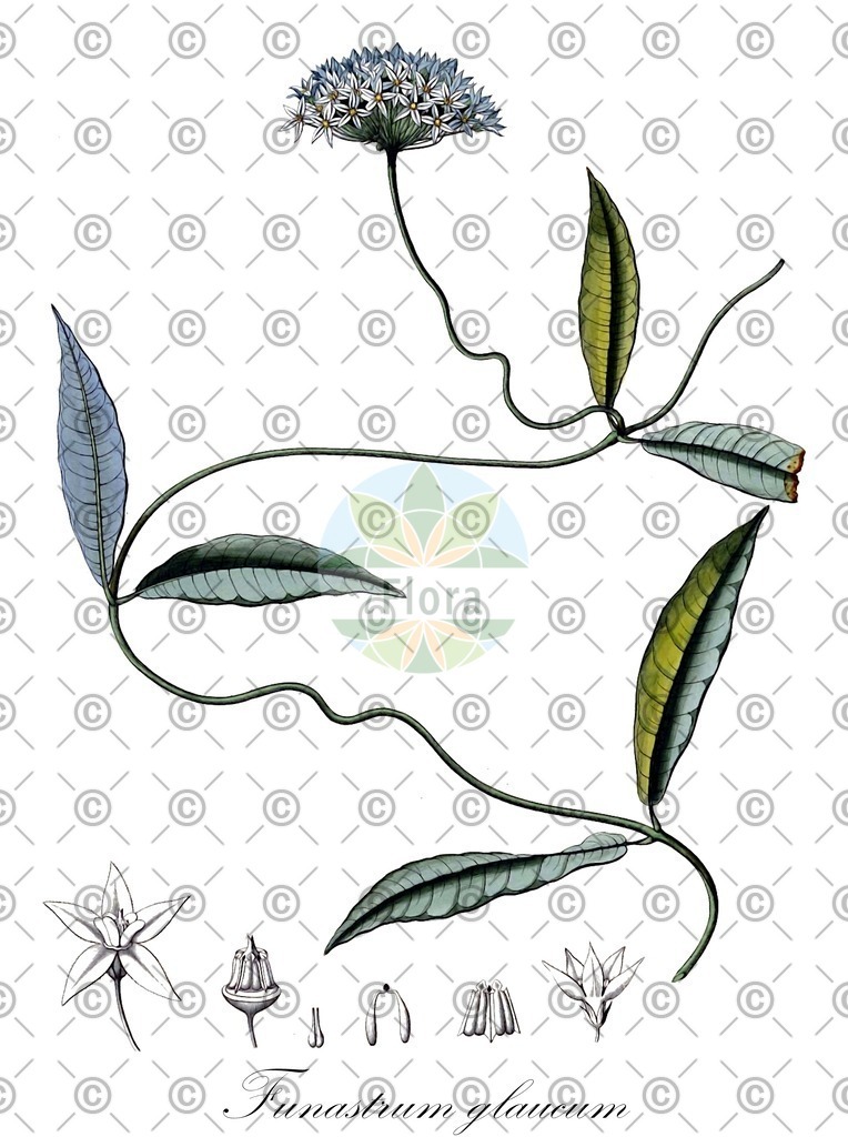 HistAbb_4LFD_1_ENZY_Simple | Historische Abbildung von Funastrum glaucum - Apocynaceae | Historical Illustration of Funastrum glaucum - Apocynaceae