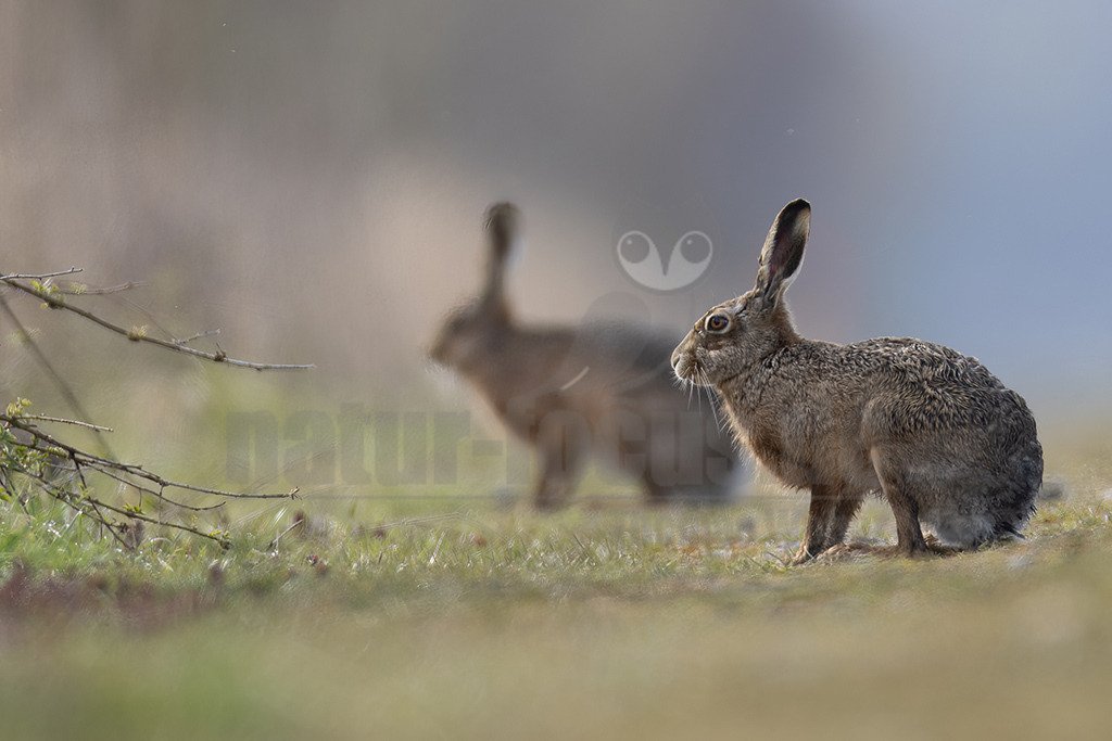 20220412091909 | Der Feldhase, kurz auch Hase genannt, ist ein Säugetier aus der Familie der Hasen. Die Art besiedelt offene und halboffene Landschaften. Das natürliche Verbreitungsgebiet umfasst weite Teile der südwestlichen Paläarktis; durch zahlreiche Einbürgerungen kommt der Feldhase heute jedoch auf fast allen Kontinenten vor. - Realisiert mit Pictrs.com