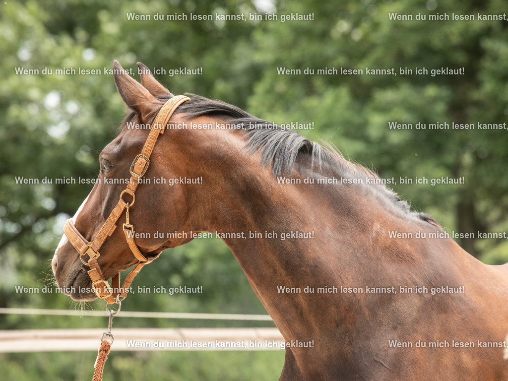 598A6983 | photographylinaismer - Realisiert mit Pictrs.com