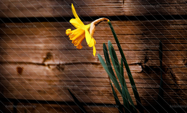 _MG_9672 | Fotograf Leipzig für Hochzeiten, Familienfeste & Porträts. Persönlich, ehrlich & echt – Emotion im Fokus. Jetzt Fotoshooting bei Holzmannphotos buchen!