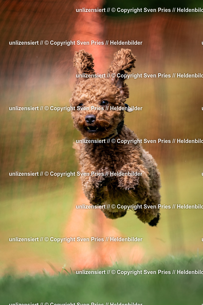 Sven Pries | 2024-04-21 - Hunderennen Baden-Oos
Foto: Sven Pries - Realisiert mit Pictrs.com