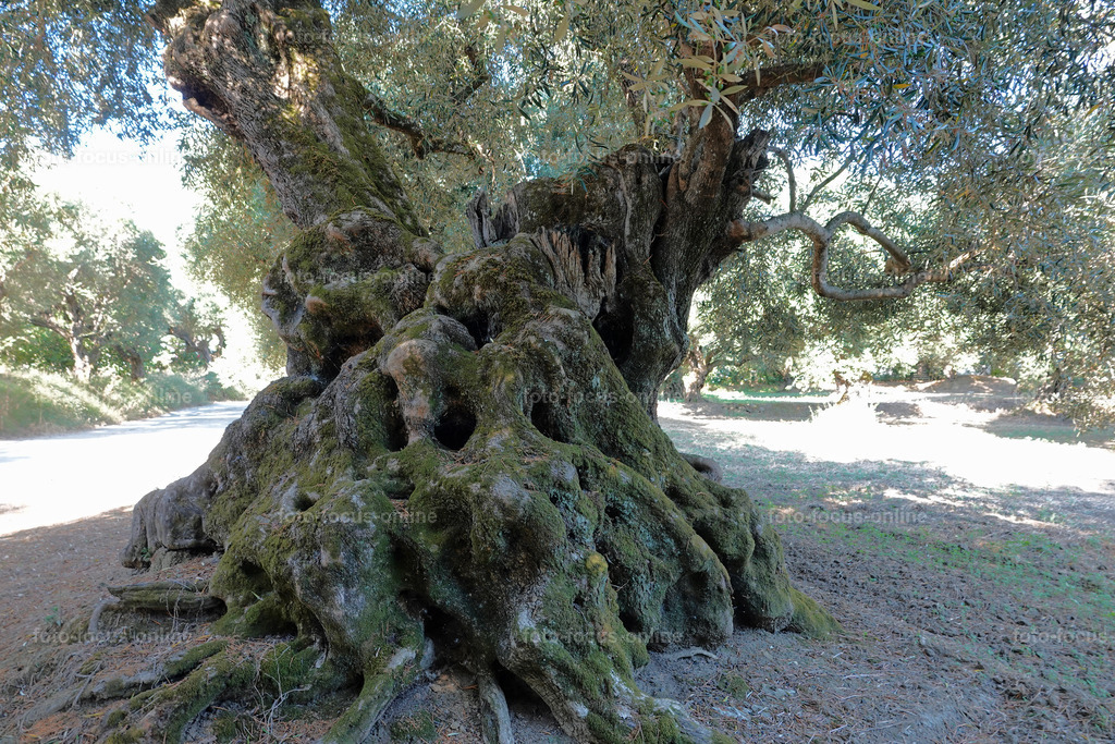 Stories of the Ancient Olive Trees | Ancient Olive Trees
