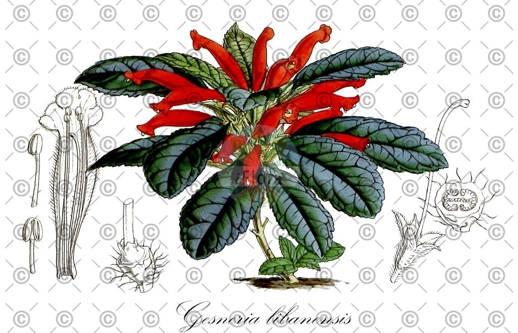 HistAbb_wfo-0000702275_3_ENZY_Simple | Historische Abbildung von Gesneria libanensis - Gesneriaceae | Historical Illustration of Gesneria libanensis - Gesneriaceae