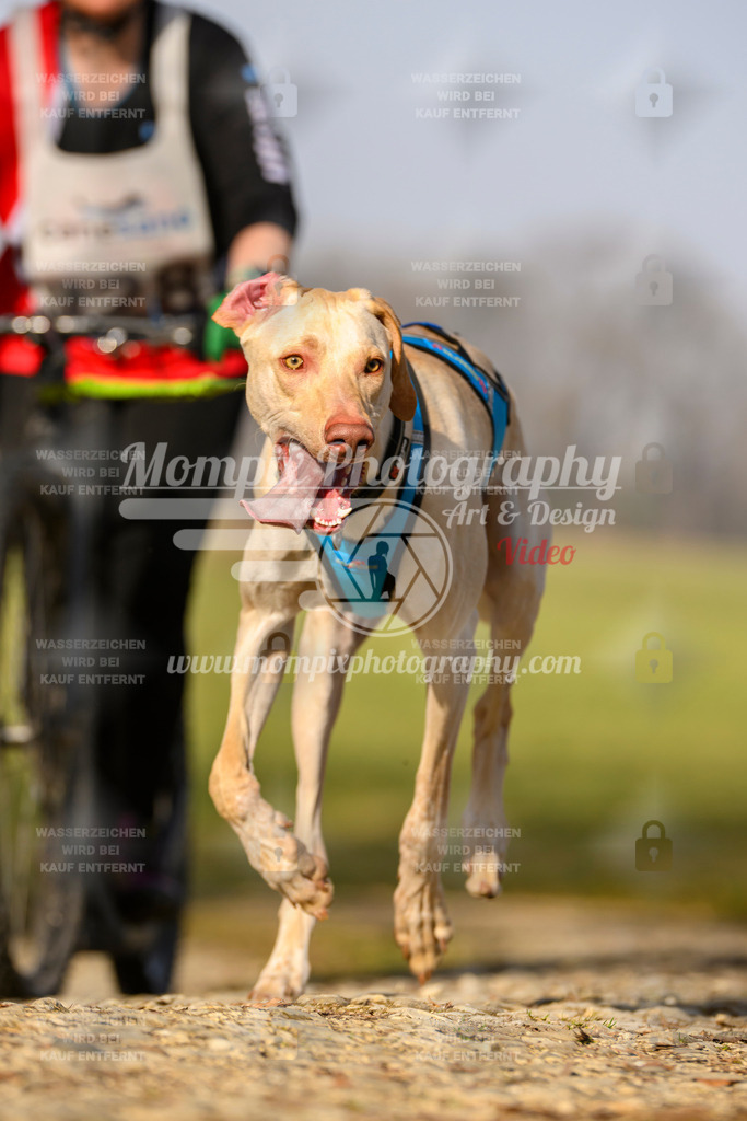MompixPhotography_6ReiatRennen2026_SA_HappyDog-131 | PayLife