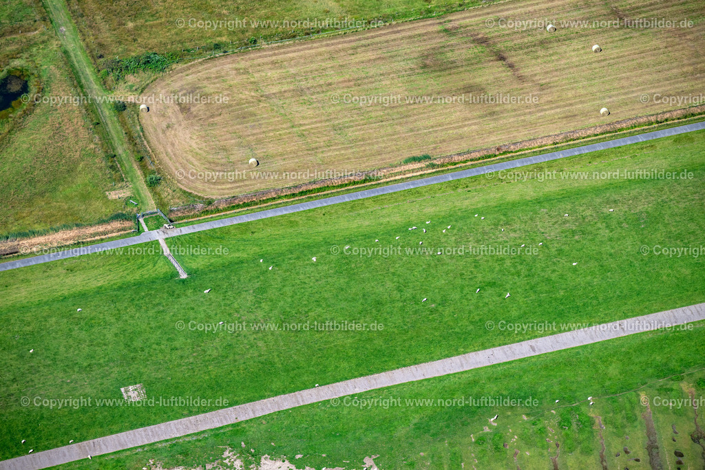 Sylt_Morsum_Deich_Schafe_ELS_5124130825 | SYLT 13.08.2025 Küsten- Landschaft mit Deich- Schutzstreifen mit Schafen an der Straße Gungwai in Sylt Nordsee - Insel im Bundesland Schleswig-Holstein, Deutschland. // Coastline with dike protection strips on street Gungwai in Sylt North Sea Island in the state Schleswig-Holstein, Germany. Foto: Martin Elsen