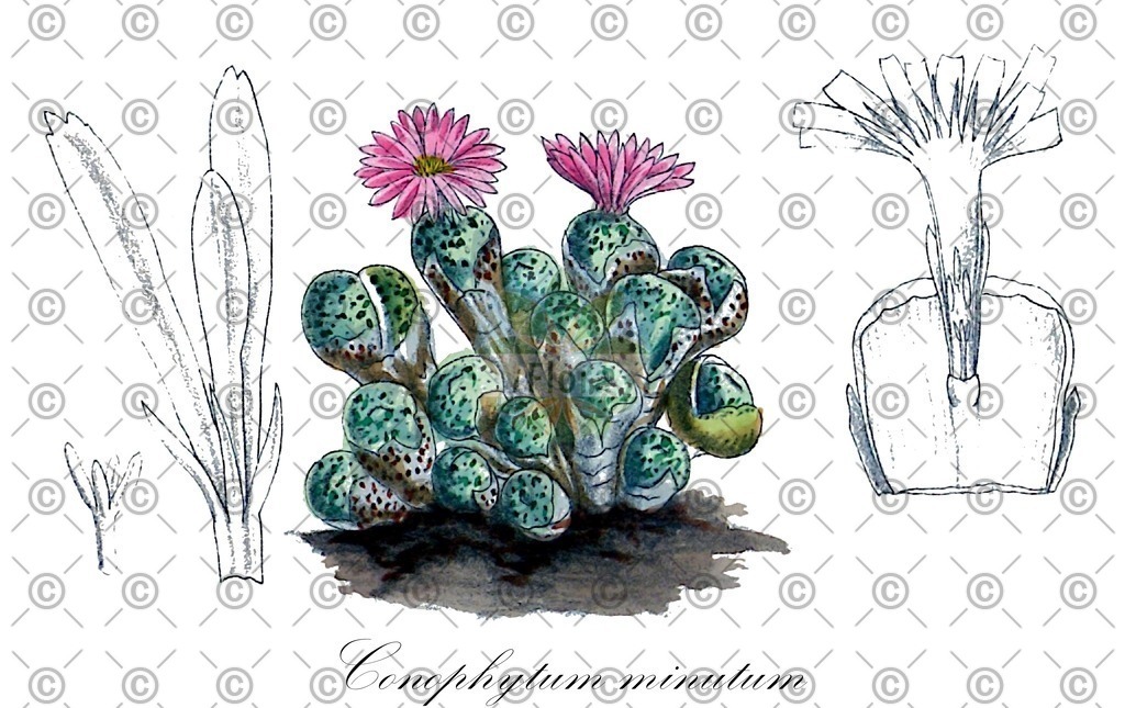 HistAbb_Sowerby_FLORAD_SIMPLE | Historische Abbildung von Conophytum minutum - Aizoaceae | Historical Illustration of Conophytum minutum - Aizoaceae