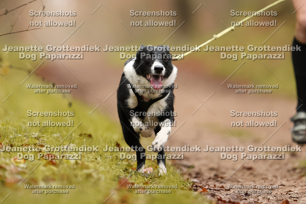 Dog Paparazzi - Speedhunter Mannheim  2025-377 | Dog Paparazzi Jeanette Grottendiek Fotografie & Videografie