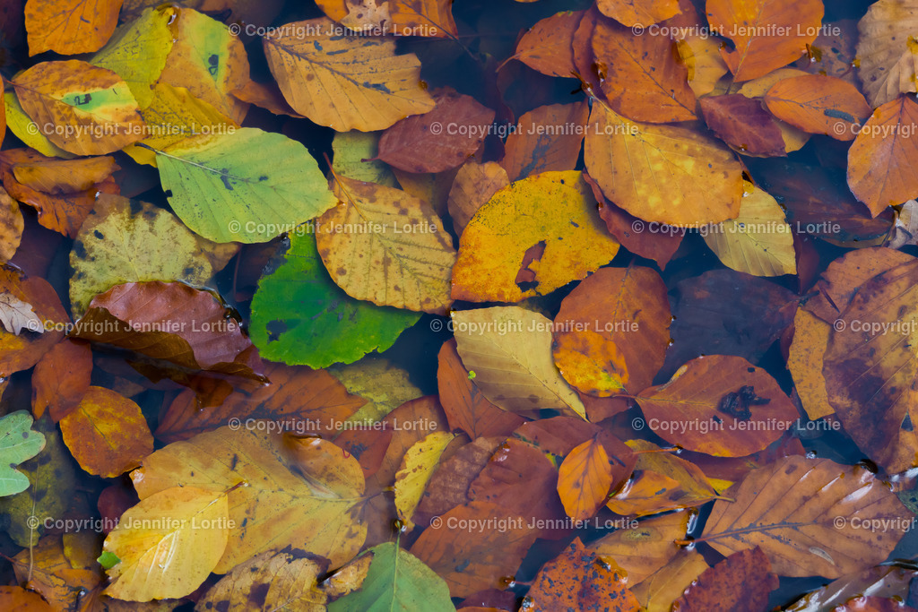 Herbstlaub | Kreative Naturaufnahmen als hochwertige Druckprodukte kaufen. - Realisiert mit Pictrs.com