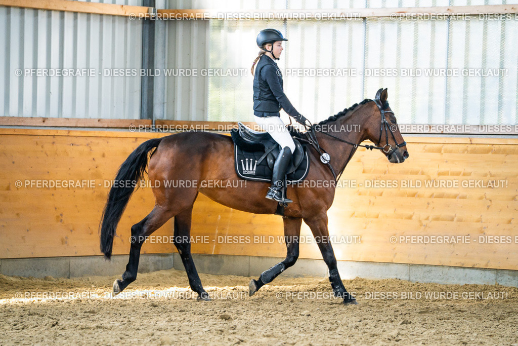 DSC01713 | Pferdegrafie