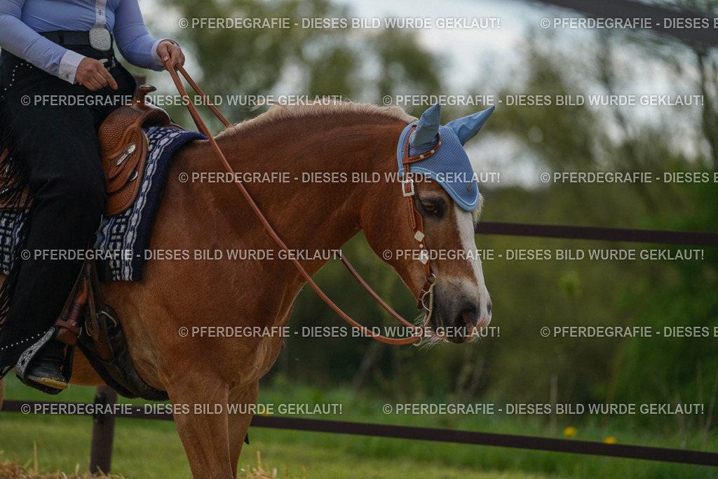 DSC02445 | Pferdegrafie