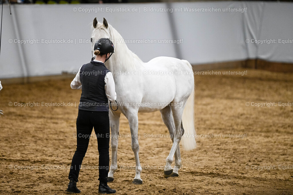 20260307_Hengstvorstellung-Marbach_0289 | equistock