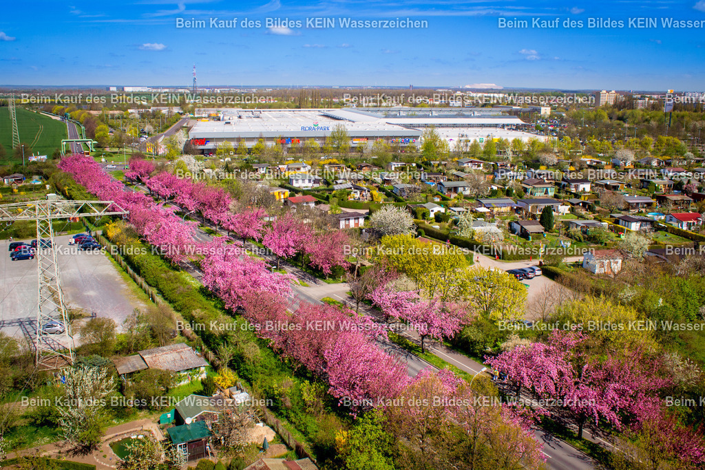 Florapark-5444 | Luftbild der Kirschblüte am Holzweg in der Landeshauptstadt Magdeburg in Sachsen-Anhalt. Die blühenden Kirschbäume prägen im Frühjahr das Straßenbild und zeigen Magdeburg aus einer besonderen jahreszeitlichen Perspektive. - Realisiert mit Pictrs.com