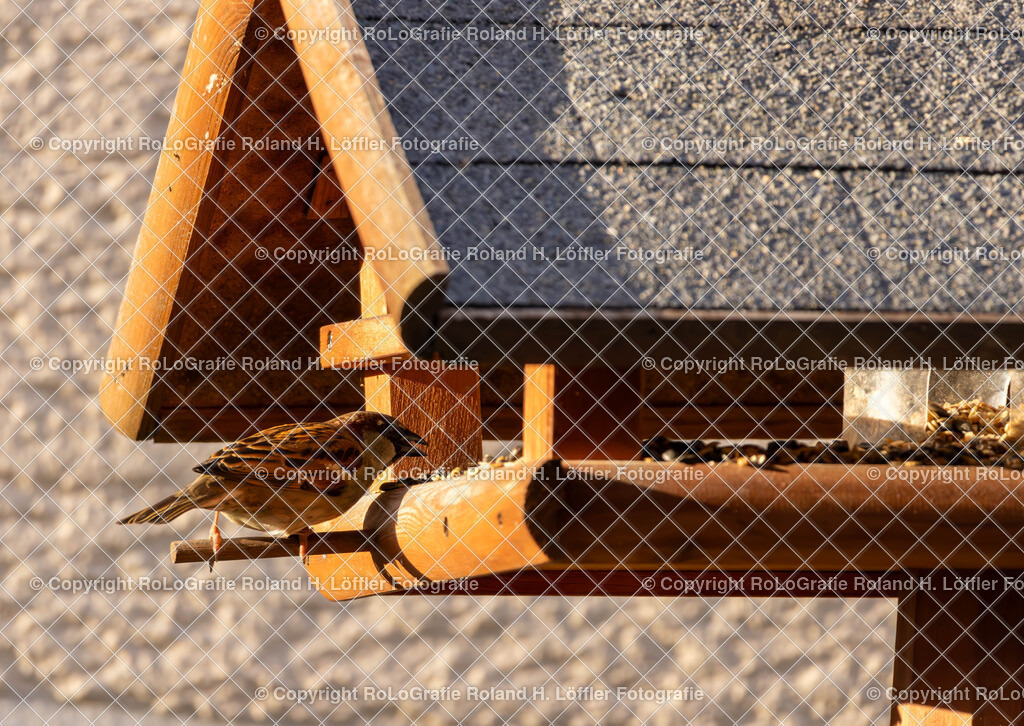 20240410_Vögel_RoLoGrafie-9 | Vogel beim Futtern - Realisiert mit Pictrs.com